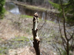 Fraxinus nigra image