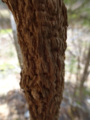 Fraxinus nigra image