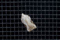 Acleris subnivana
