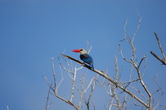 Halcyon senegaloides