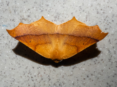 Tetracis cervinaria