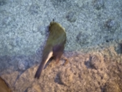 Setophaga caerulescens