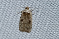 Agonopterix argillacea