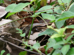 Copeoglossum nigropunctatum