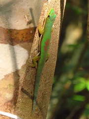 Phelsuma lineata