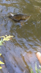 Oncorhynchus tshawytscha