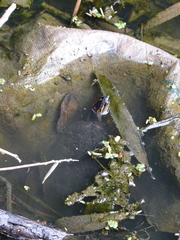 Rhinoclemmys punctularia