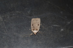 Agonopterix argillacea