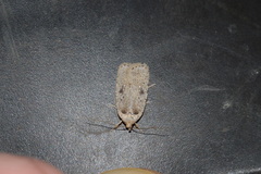 Agonopterix argillacea