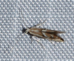 Phyllonorycter ostryaefoliella