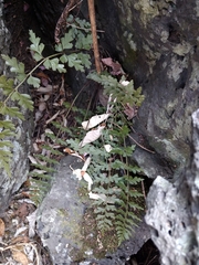 Asplenium praemorsum