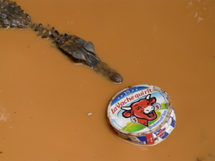 Paleosuchus trigonatus