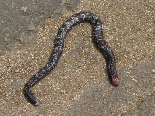 Amphisbaena fuliginosa