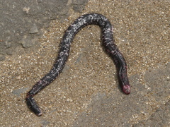 Amphisbaena fuliginosa