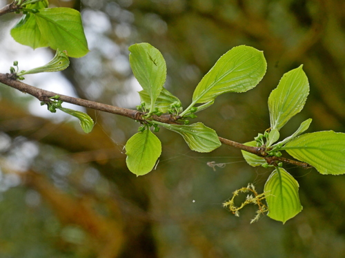 Rhamnus utilis iNat (1)
