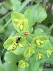 Euphorbia angulata