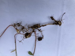 Euphorbia angulata