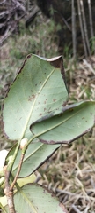 Rhododendron campylocarpum