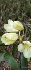 Rhododendron campylocarpum