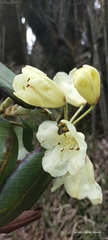 Rhododendron campylocarpum