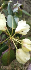 Rhododendron campylocarpum