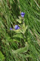 Pulmonaria australis