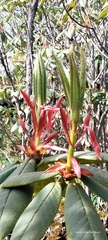 Rhododendron barbatum