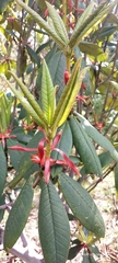 Rhododendron barbatum