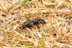 Abax parallelepipedus