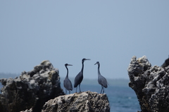 Egretta garzetta dimorpha