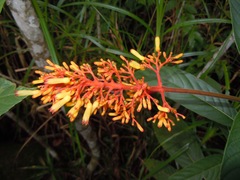 Palicourea triphylla