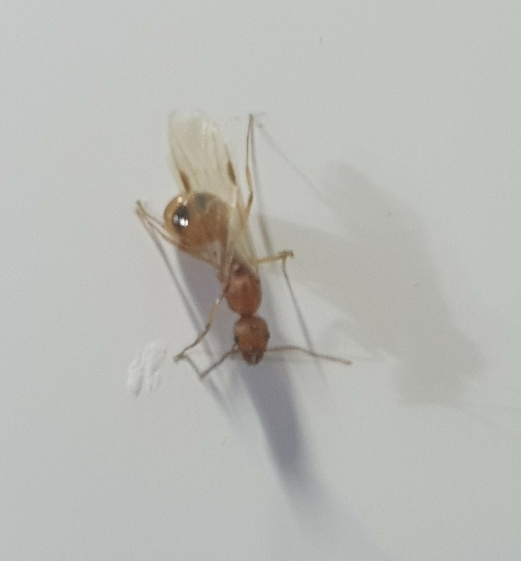 Aphaenogaster splendida