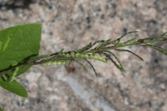 Pleurolobus gangeticus