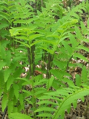 Osmunda claytoniana