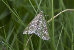 Evergestis frumentalis