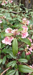 Rhododendron glaucophyllum