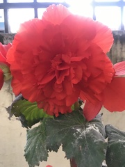 Begonia × tuberhybrida