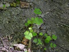 Oxalis grandis