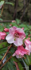 Rhododendron glaucophyllum