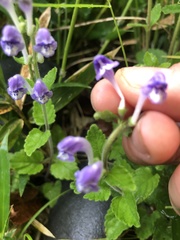 Scutellaria laeteviolacea