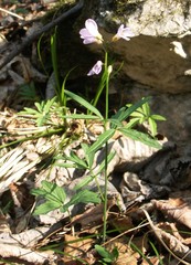 Cardamine trifida