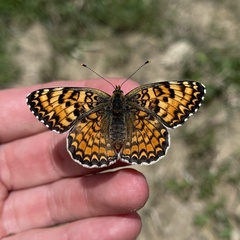 Melitaea pseudornata