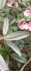 Rhododendron glaucophyllum