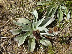 Pleurophyllum hookeri