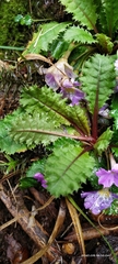 Primula gracilipes