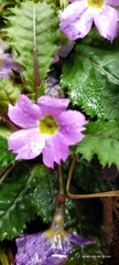 Primula gracilipes