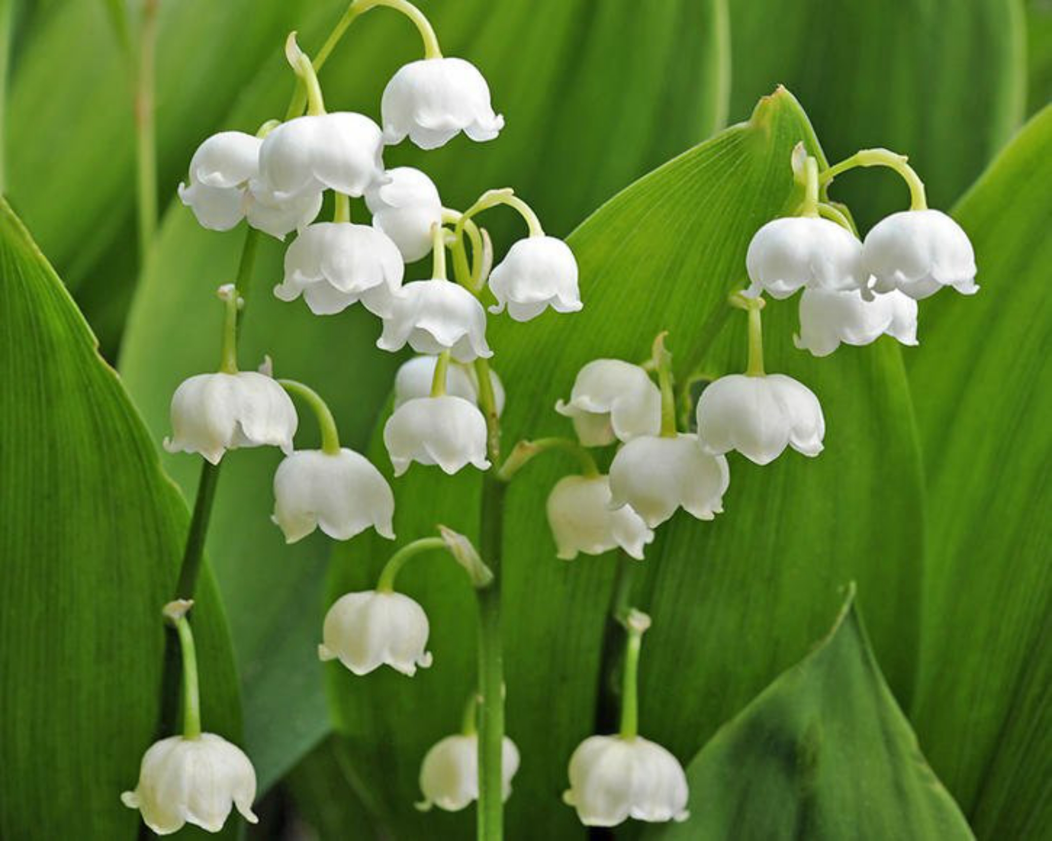 Convallaria majalis (Lily of the Valley, Lily-of-the-valley