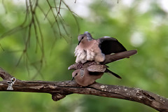 Streptopelia chinensis
