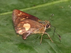 Dalla mesoxantha
