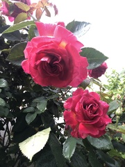 Rosa